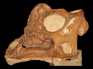 skull