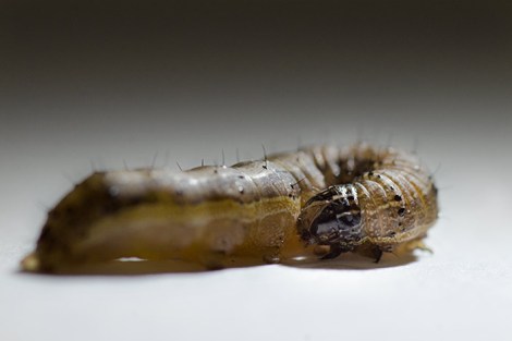 Spodoptera frugiperda gained resistance to genetically engineered corn in Puerto Rico in just three years.