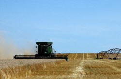 Wheat field in North Dakota