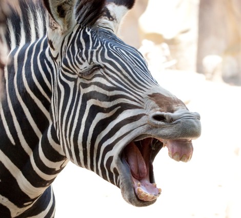 angry_zebra