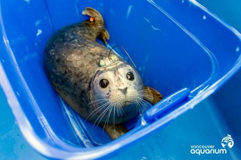 vancouver_aquarium_seals_2