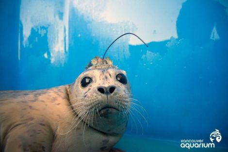 vancouver_aquarium_seals_3