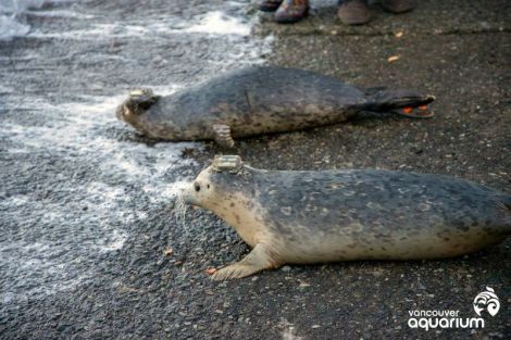 vancouver_aquarium_seals_4