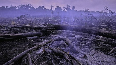 Amazon rainforest, near Manaus, Brazil