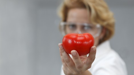 GMO tomato, anybody?