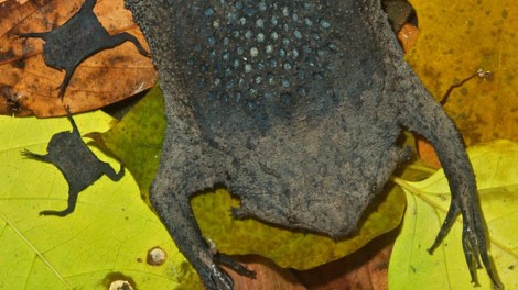 surinam-toad