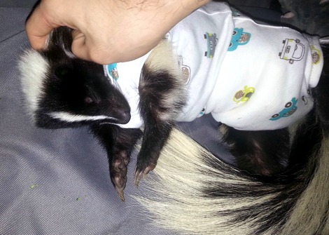 baby-skunk