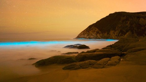 bioluminescent-phytoplankton-3