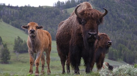 bison