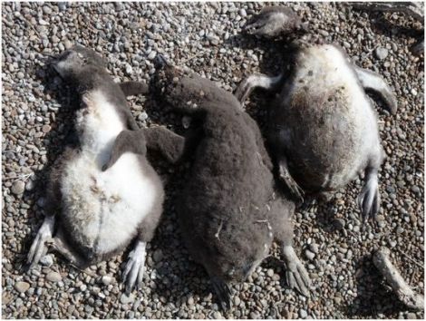 Chicks that died of hypothermia after a rainstorm.