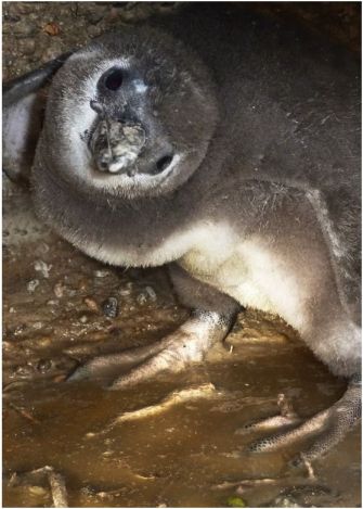 A baby penguin huddles in a flooded burrow.