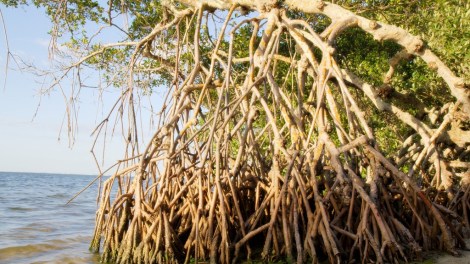 mangroves