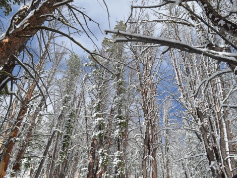 A stand of dead whitebark pine atop Packsaddle Peak in Montana, killed by an infestation of mountain pine beetles.