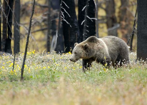 A grizzly bear strolls through Yellowstone National Park. 