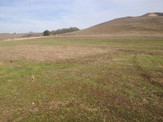 Compost spurred growth grass growth and soil formation. The brown square in the middle of the photo did not receive any compost.