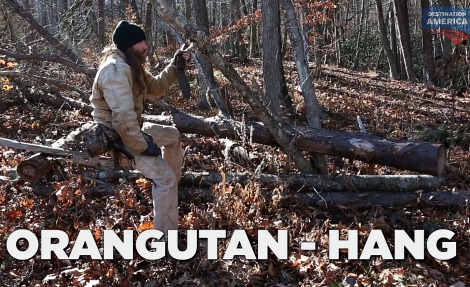 orangutan-hang