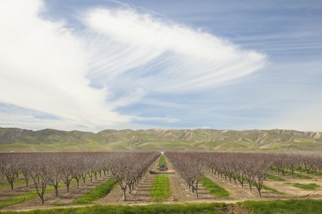 Springtime in a Central California almond orchard.