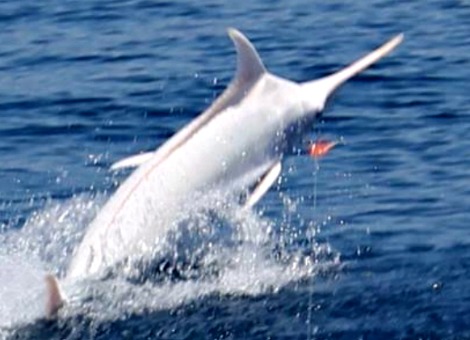 albino-blue-marlin-billfish-report-small