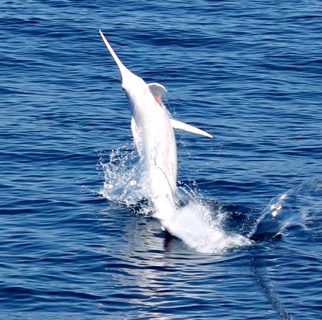 albino-blue-marlin-jumping