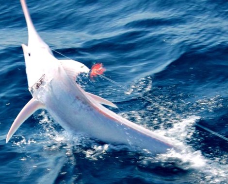 albino-blue-marlin-side