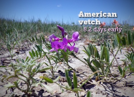 american-vetch.jpg