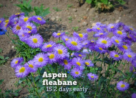 aspen-fleabane.jpg