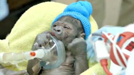 baby-gorilla-c-section