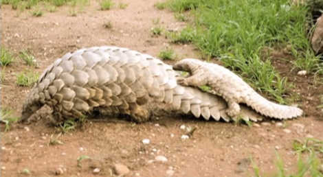 baby-pangolin-and-mom