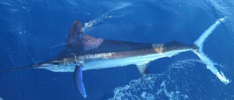 blue-marlin-flickr-J-Thomas-McMurray