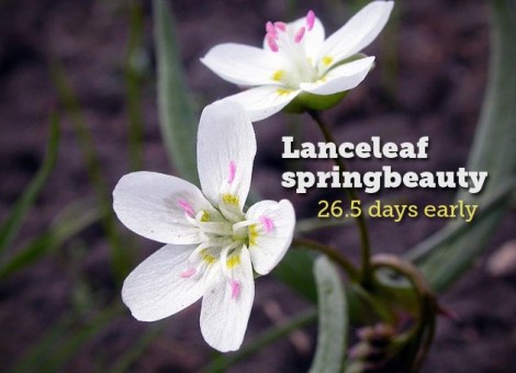 Claytonia_lanceolata_(3532510344).jpg