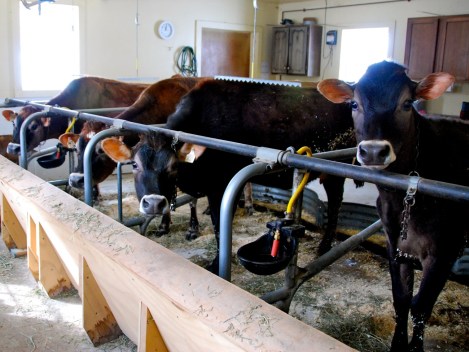 Judge's Jersey cows. 