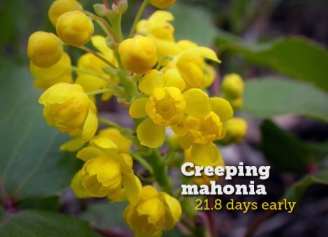 creeping-mahonia.jpg