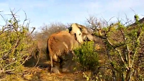 Rangers help pull Mshale back up after being treated.