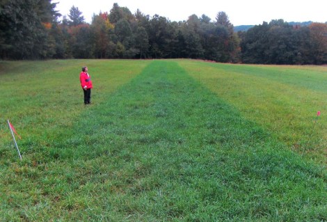 Hay growing in test strips illustrates the fertilizing power of urine. The green strip in the center received urine fertilizer while the lighter adjacent strips did not.