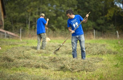 Drying hay on randomized field trial plots. The 2013 trials showed that urine fertilizer was as effective as synthetic fertilizer.