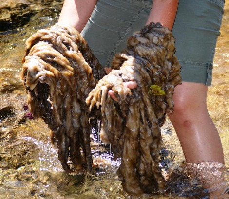 The most severe didymo bloom ever recorded in eastern Canada, photographed in the Duval River in 2013.