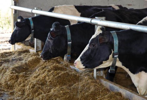 silent-herdsman-cow-necklace