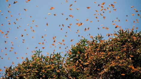 monarch-butterflies