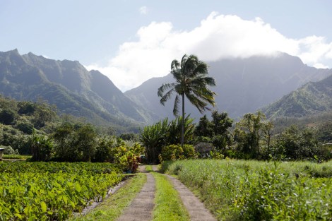 Hawaiian field