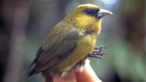 Hawaiian honeycreeper