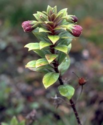 Lysimachia daphnoides