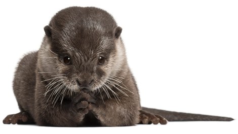 Otter