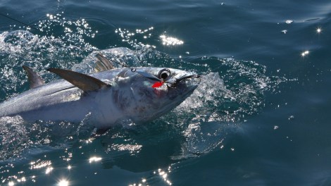 This tuna is worried about climate change as well as the hook in its mouth.