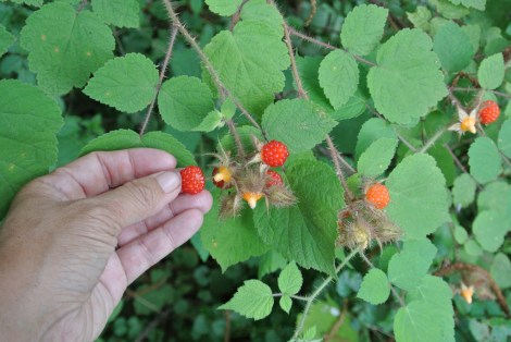 berries2