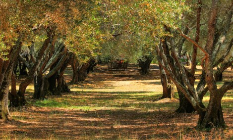 Olive grove in Filoli, Calif.