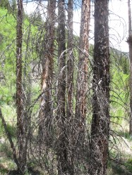 sad, dead trees