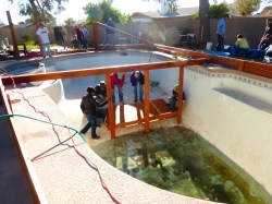 garden pool volunteers