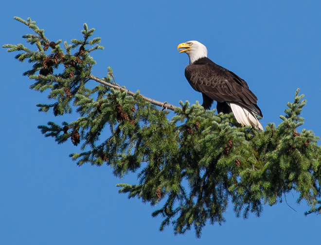 Bald Eagle