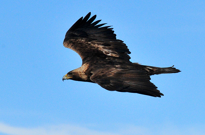 Golden Eagle