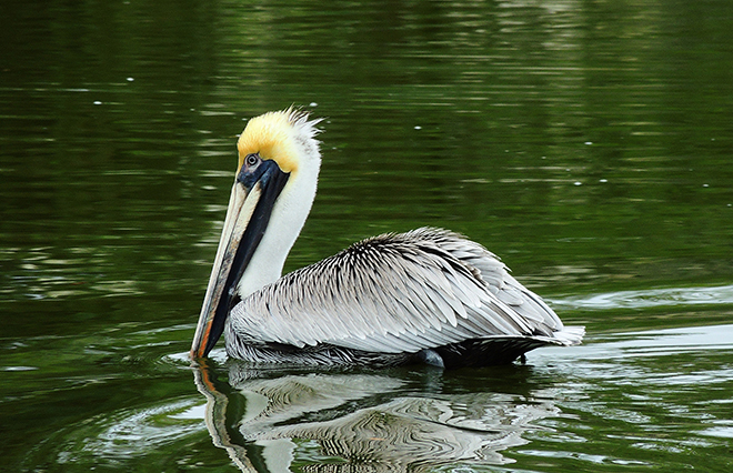 Brown Pelican